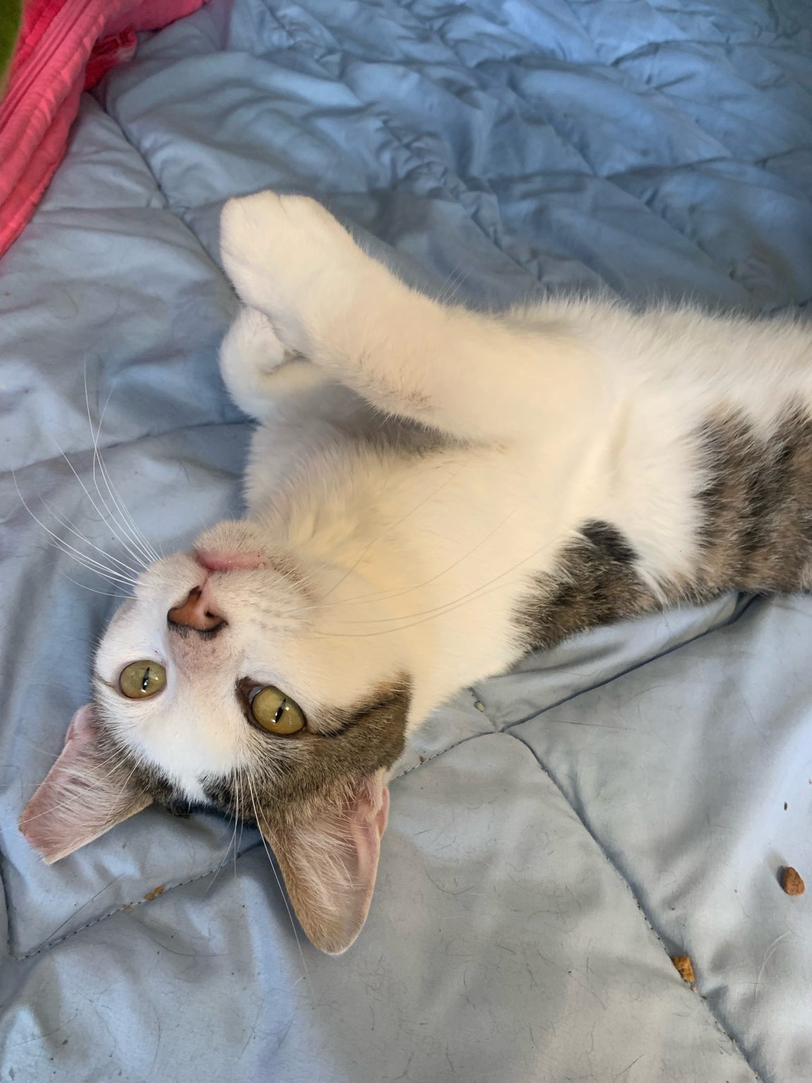 Rescue One Cats – From Stray to Stay